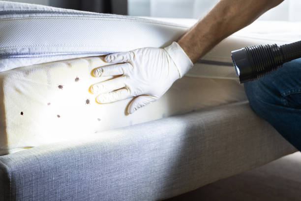 Best Wasp Removal Services  in Lynchburg, TN