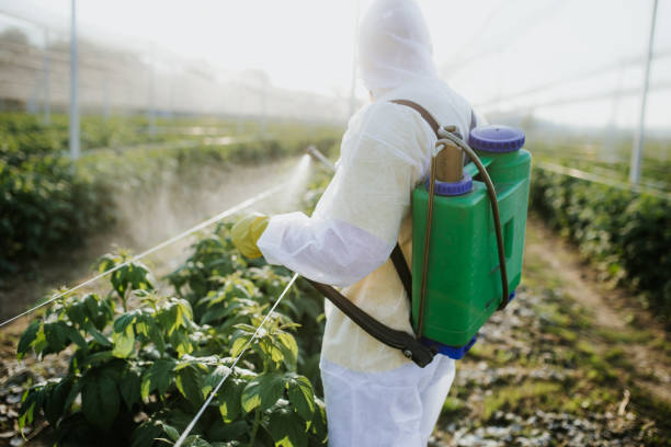 Best Termite Control Services  in Lynchburg, TN